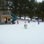 A pack of 6 playing together (one's hanging out the playhouse window)